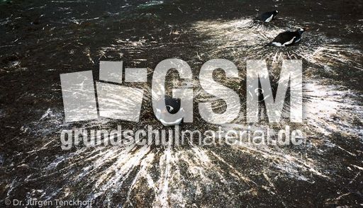 Eselspinguin (03 von 97).jpg